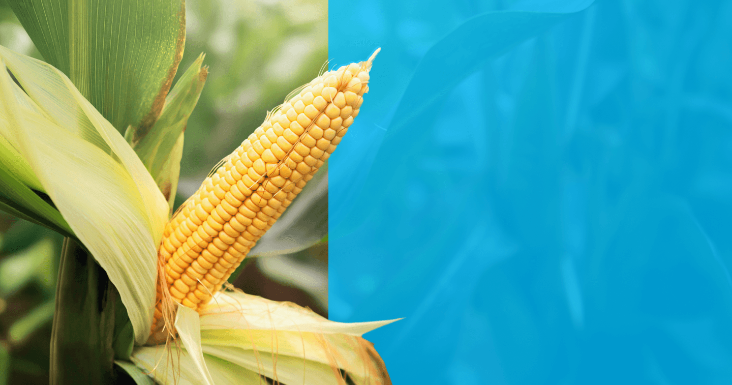 Image of corn